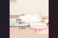 ウサギが冷え冷えとポカポカを使いこなす！コロンと寝転がる姿に反響「賢い！天才！」「頭寒足熱を本能で知ってる」