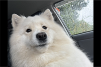 自分の肘置きのように使っているけれど・・。アームレストにおててをかけるサモエドに反響「こりゃ楽だ」「でさぁー昨日さーと言ってそう」