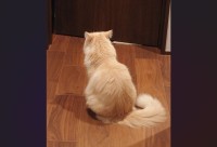 興味ないフリをして・・。飼い主さんたちの会話に聞き耳を立てるネコの後ろ姿に「お耳センサー発動」「耳は後ろ向いてるよねー」