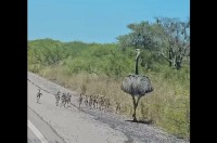 道路脇をおさんぽする親子。ダチョウによく似たその生き物は・・・大型の鳥「レア」！【海外・動画】