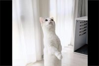 ネコが猫背をやめた？！美しい立ち姿が話題に「見事な直立だあ！」「一流ホテルの支配人のような佇まい」