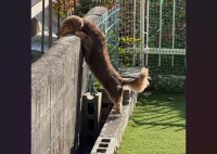 ミニチュアダックスフンドはお隣りを興味津々？じっとのぞき込む姿が話題に「隣の芝生は青いって本当？どれどれ・・」「めっちゃかわいい」