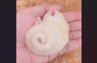 くるんと丸まったかわいいしっぽ。アンモナイトのようなモモンガの寝姿が話題に「しっぽ、くるくるん」「手のひらサイズなんですね」