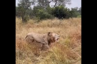 縄張りをパトロールするライオンの雄たち。咆哮しながら歩き回る姿は圧巻！【海外・動画】