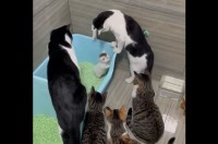 みんなで子猫をじっと見守る！成猫たちのフォーメーションと優しい眼差しにほっこり【海外・動画】