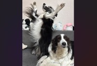 立ち上がったボーダーコリーが踊っている？愛犬たちの相反する姿が話題に「合格発表での一枚・・」「セルフ犬最高ぅぅぅになってる」