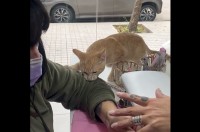 施術中のネイリストを邪魔するネコ。ふたりの攻防戦はなんだか楽しそう！【海外・動画】