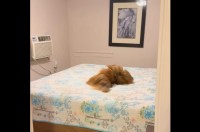 宿泊先で愛犬がベッドチェック！？マットレスの上を歩いたりゴロゴロして・・寝心地を確認してる？【アメリカ・動画】