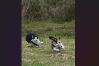 コーナーリングの躍動感があふれるネコたちが話題に「キャットスプリンターズ」「凄い臨場感。凄い。」