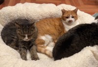 猫ベッドに電気毛布を敷いてブランケットをかけたら・・。ネコたちが集まる様子に反響「混ざりたい」「見てるだけでとろけそう」