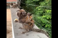 もぐもぐタイム中のマーモセットさん！その背中にはかわいい赤ちゃんたちがギュッと！！【海外・動画】