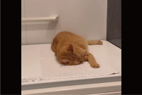 風呂に入ろうとしたら先客が！？フタの上で熟睡するネコ「タオル敷いて、完璧な岩盤浴スタイル」「やるな～おぬし」