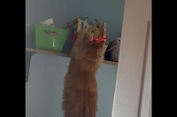 棚の箱に入ったおやつをナイショで取ろうとしたけれど・・。ネコのイタズラを目撃！【アメリカ・動画】