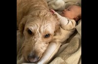 ゴールデンドゥードルは赤ちゃんに夢中！ぴったり寄り添ってそばから離れるのを拒否！！【アメリカ・動画】