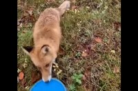 野生のキツネだって遊びたい？ディスクゴルフをしていたら・・ディスクを持ち去られた！？【海外・動画】