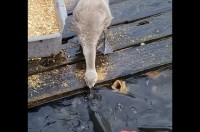 小さな飼育員？魚たちを餌付けしているのは・・アヒルだ！【海外・動画】