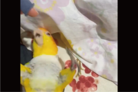 飼い主さんとたわむれるインコ。くっついて「ネコみたい」「まるで赤ちゃんが遊んでるような」
