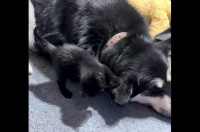 小さなおててでちょんちょん！イヌの大きな耳をオモチャにして遊ぶかわいい子猫【海外・動画】