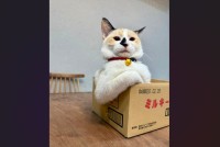 本当に生後5ヶ月の子ネコ！？貫禄を漂わせる姿が話題に「どや腕が語ってます」「大物になる予感」