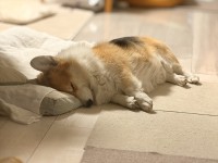 コーギーの寝姿がかわいすぎると話題に「天使みたい」「守りたい、この寝顔」