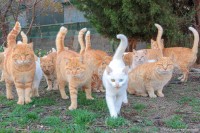 カッコいい猫集団写真！真ん中の白猫の主人公感が半端ない！