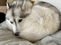 室温21度でも寒い？！ハスキー犬が体を丸めて暖を取る姿が話題に「やはりハスキーはネコ・・」「ワンモナイトだぁ〜」