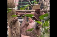 チョウがとまるほどスロー。のんびり屋のナマケモノに小さなお友達ができました！【海外・動画】