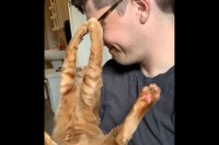 パパさんにおててを伸ばすネコ。その目当ては・・メガネ！【アメリカ・動画】