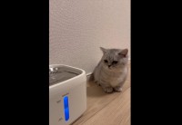 自動給水機をじっと見つめるネコ。興味津々な様子に反響「心が浄化されました」「警戒してるのかな？かわいい」