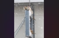 スズメの雪宿り。屋根の下でみんなで体を寄せる姿が話題に「寒いけど頑張れ！」「冬のスズメはまるまるしててかわいい」