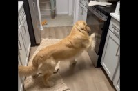 ゴールデンレトリバーがオーブンをカキカキ！その理由は・・扉の向こうに！？【アメリカ・動画】