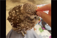 なでなでしてもらってるフクロウの姿がかわいすぎて癒しの極み！
