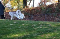 仲良しコーギーとボーダーコリー！一緒にジャンプした瞬間の姿が話題に「むちゃんこいい写真」「よく撮れましたね。最高！」