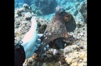 タコと握手！？ダイビング中に出会ったタコにそっと指を差し出したら・・奇跡が！【海外・動画】