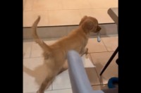 イタズラした子犬とグルグル！テーブルで楽しい追いかけっこ開始！【海外・動画】