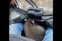 同乗者は・・アライグマ！重機の操縦席から声をかけられ、嬉しそうに乗り込む！【アメリカ・動画】