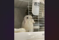 悩むウサギ。水を飲むか飲まないか考え込んでいる姿が話題に