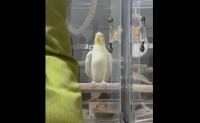 飼い主さんが帰宅してウキウキ！喜びのステップを踏むオカメインコがかわいすぎる！