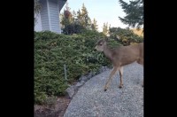 おさんぽ中のネコに出会ったシカ。ネコのことが気になってこっそり追跡開始！【アメリカ・動画】