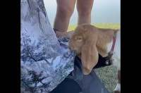 美味しそうにムシャムシャしているけど・・。ヤギが頬張るのはシャツにプリントされた葉っぱ！？【海外・動画】