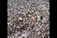 ふかふかの落ち葉の海にダイブ！ジャックラッセルテリアは宝探しに夢中！！【アメリカ・動画】