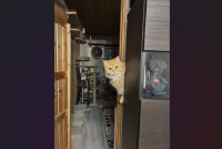 ネコがいないと思ったら・・。『大将やってる？』のノリで登場した時の様子が話題に「ウチ6時からなんです〜」「今日、いいマグロある？」