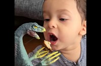 赤ちゃんがごはんを素直に食べてくれる理由。大好きな恐竜の手がフォークになって大活躍！【海外・動画】