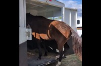 ゆっくり慎重に・・。ウマはトレーラーから後ろ向きに降りる練習中！【アメリカ・動画】