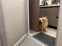 愛犬たちは飼い主さんを見守る。入浴しているのを心配してずっと見守る姿に「見守り犬かわいい」「めっちゃ心配そうなお顔して」