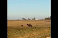 ピョン！ピョ～ン！ご機嫌な足取りでバイソンが草原を駆け抜ける！【アメリカ・動画】