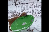 ソリをくわえて運んできた子犬。見よう見まねで雪道をシューーーッと滑走！！【アメリカ・動画】