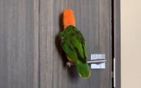 ノリノリなシロハラインコ。ドアノブの上でガチャガチャとはしゃぐ動きに反響「楽しそうですね～」「ドアノブ耐久試験職人！」
