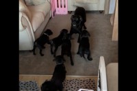 ラブラドール母子の楽しい時間。お茶目なママは駆け寄って来た子犬たちを飛び越えて逃げ回る！【海外・動画】