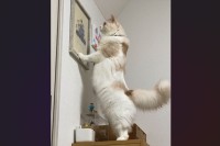 家族を描いた絵を見つめるネコ。深夜1時の行動が話題に「ちゃんとうちらも描かれておるにゃ」「世界が優しく見える」